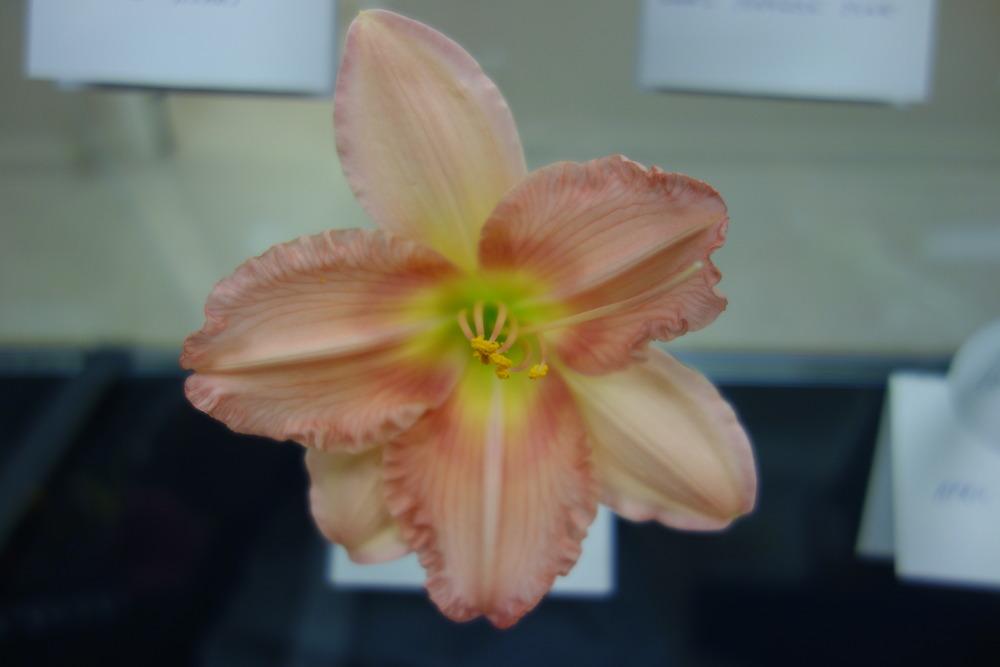 Photo of Daylily (Hemerocallis 'Jolyene Nichole') uploaded by mellielong
