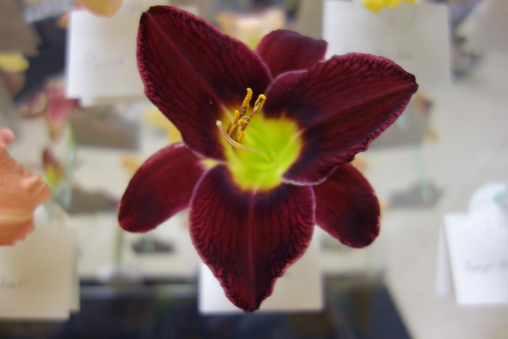 Photo of Daylily (Hemerocallis 'Vino Di Notte') uploaded by mellielong