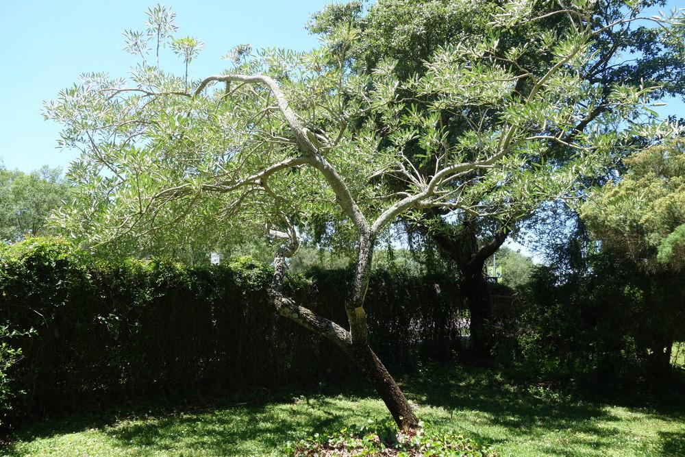 Photo of Silver Trumpet Tree (Tabebuia aurea) uploaded by mellielong