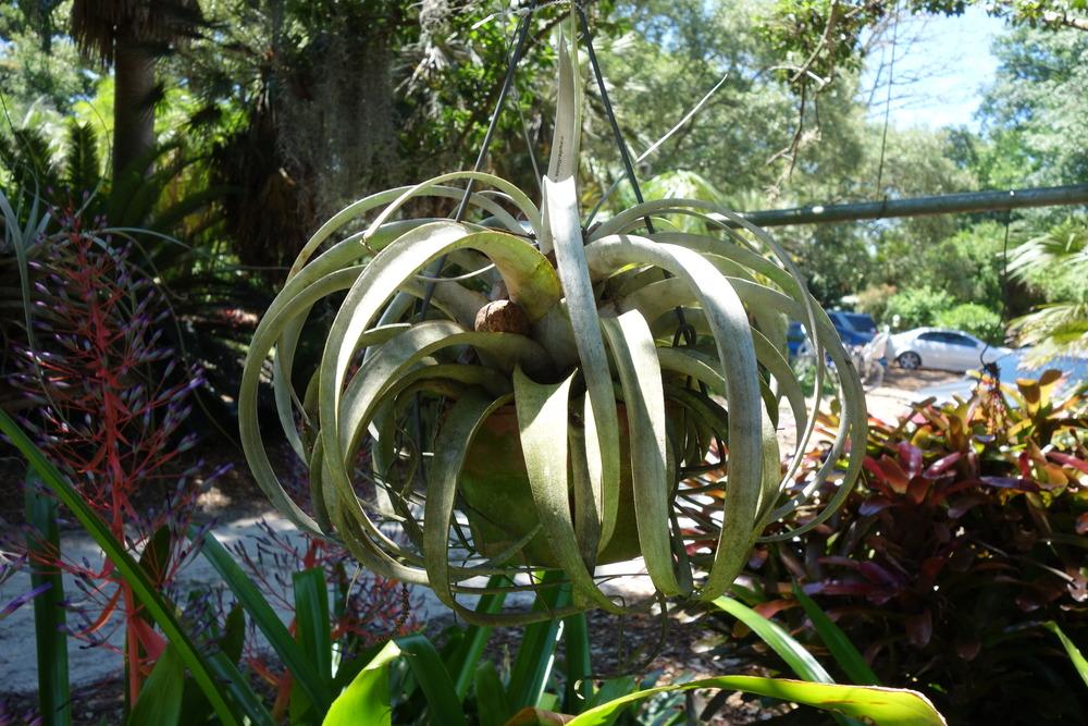 Photo of Air Plant (Tillandsia xerographica) uploaded by mellielong