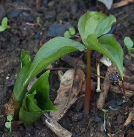 Photo of Wakerobin (Trillium erectum) uploaded by plantrob