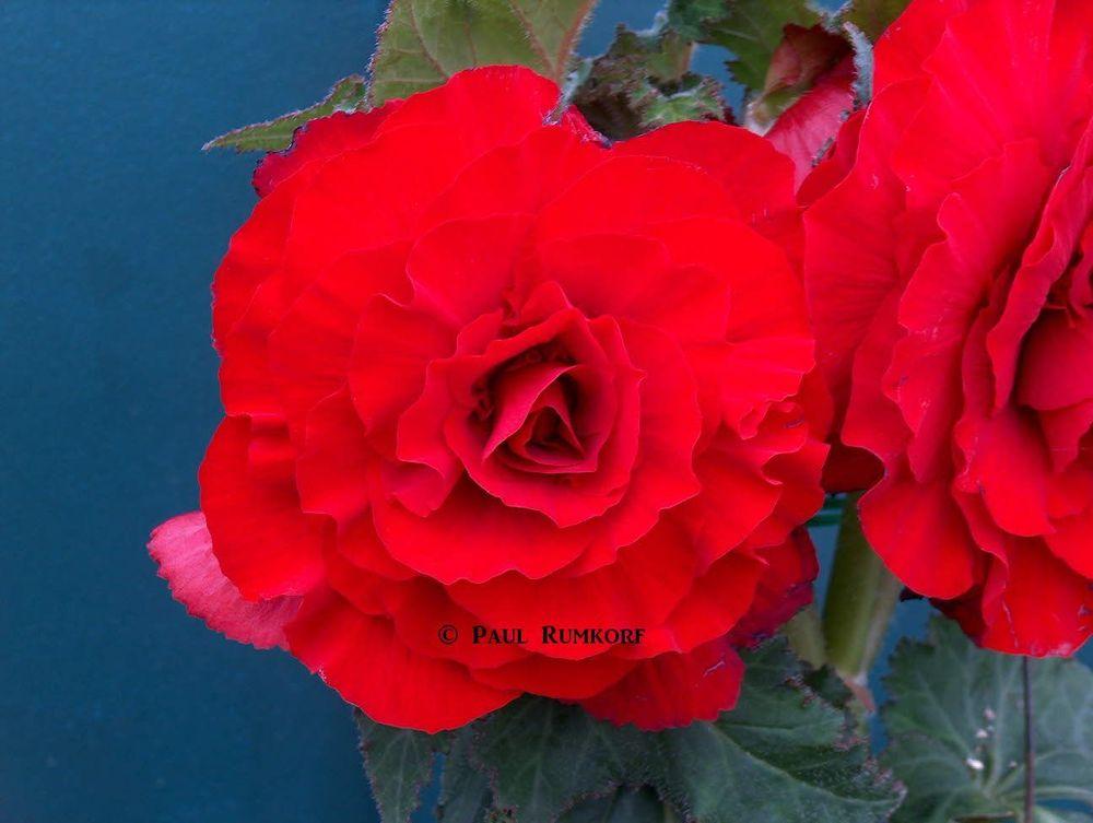 Photo of Begonia 'Royalty' uploaded by vanozzi