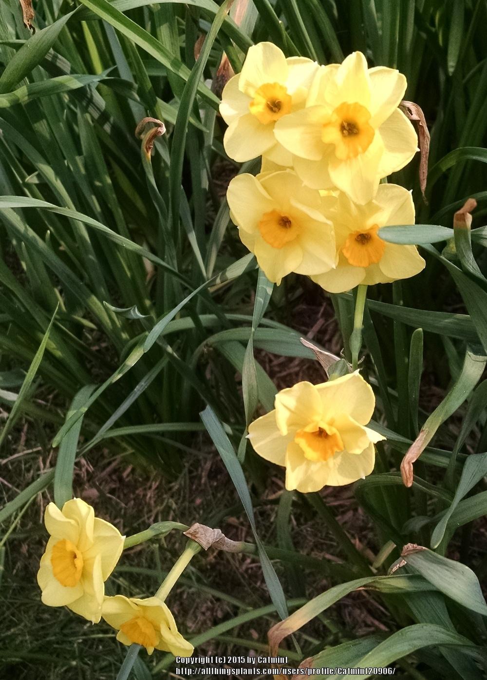 Photo of Tazetta Daffodil (Narcissus 'Martinette') uploaded by Catmint20906