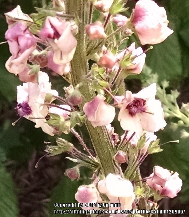 Photo of Ornamental Mullein (Verbascum 'Southern Charm') uploaded by Catmint20906