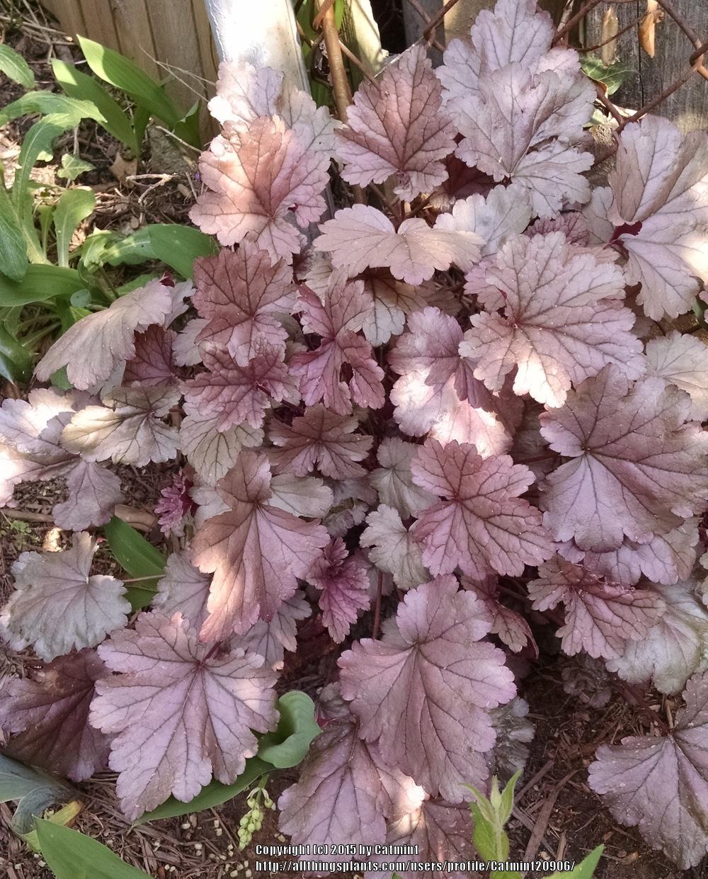 Photo of Coral Bells (Heuchera 'Stainless Steel') uploaded by Catmint20906