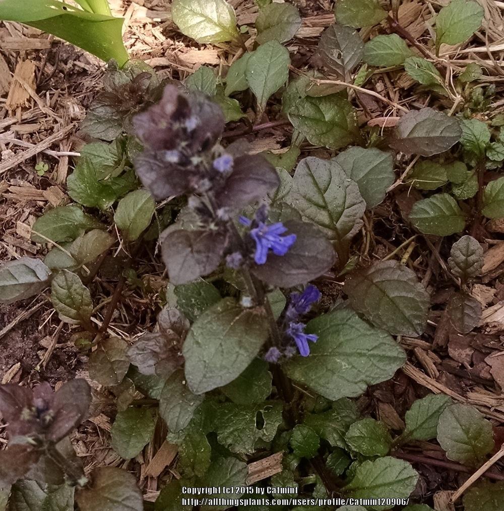 Photo of Bugleweed (Ajuga reptans Black Scallop™) uploaded by Catmint20906