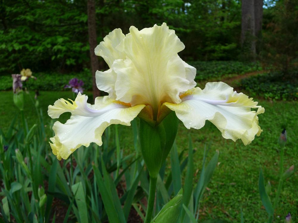 Photo of Tall Bearded Iris (Iris 'Purr Form Mints') uploaded by Lestv