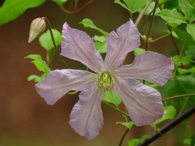 Photo of Clematis 'Prince Charles' uploaded by Sheridragonfly