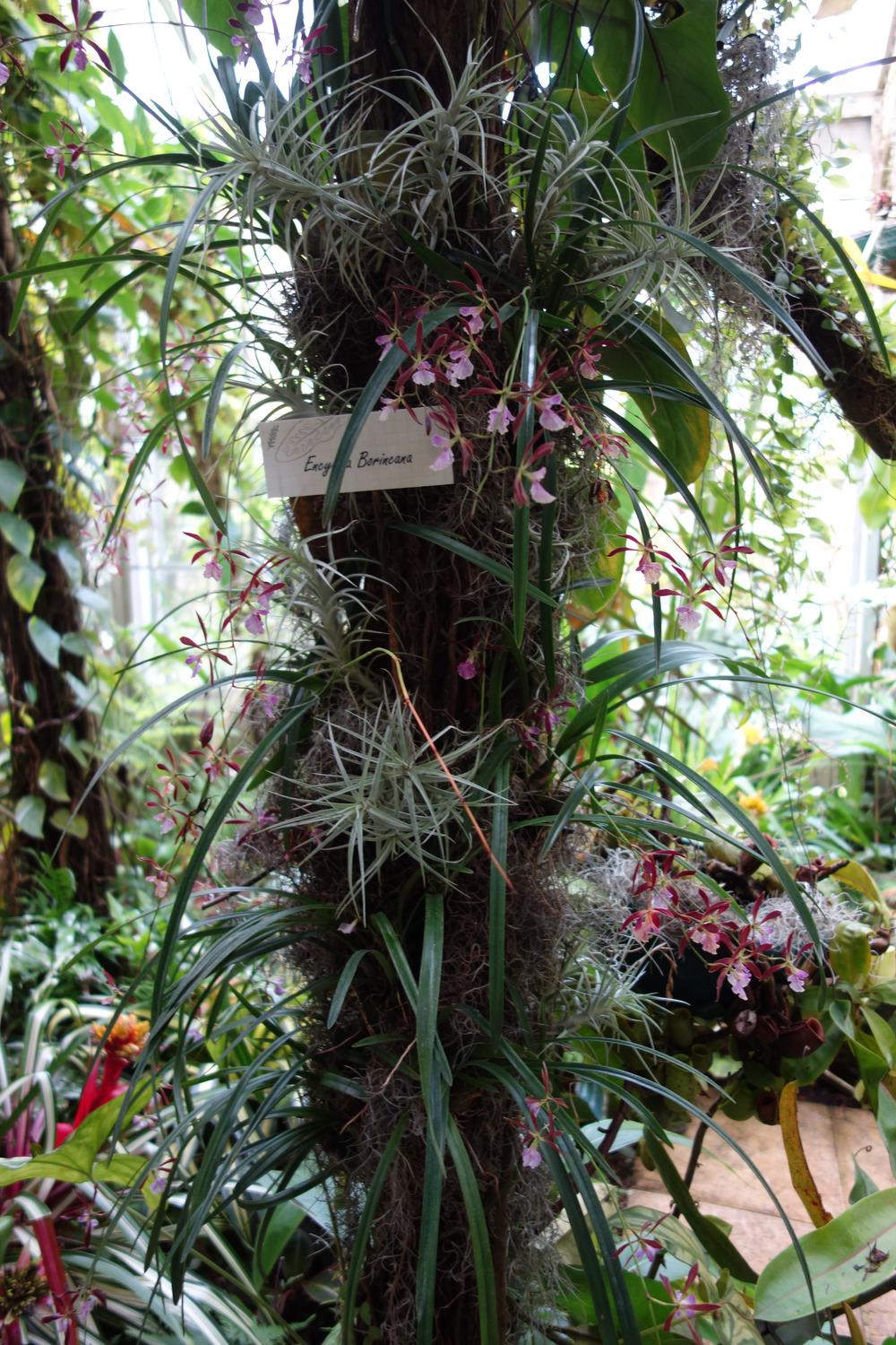 Photo of Orchid (Encyclia Borincana) uploaded by mellielong