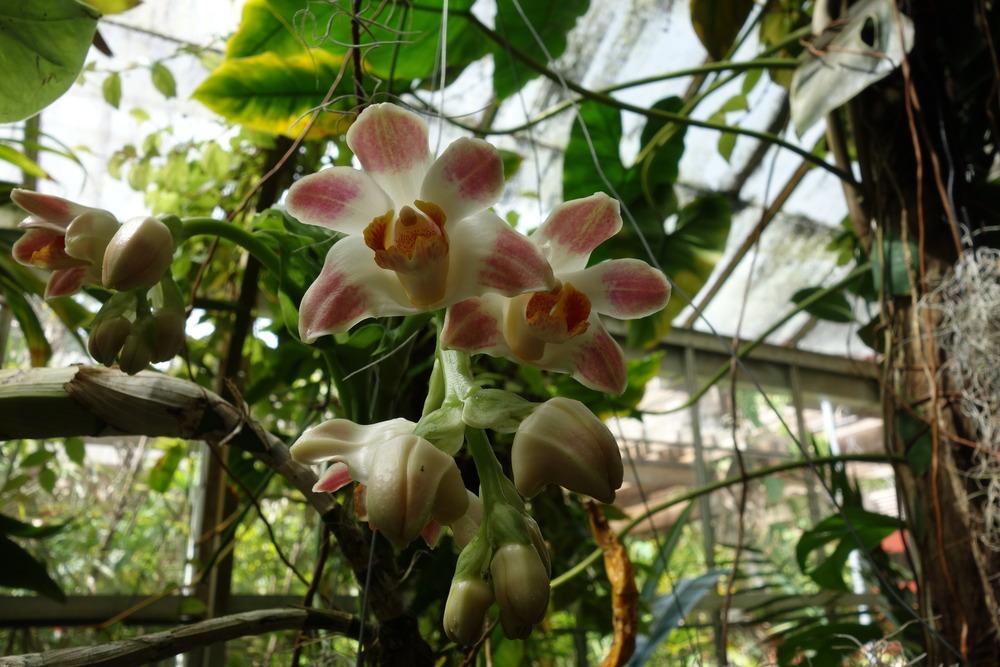 Photo of Orchid (Chysis) uploaded by mellielong