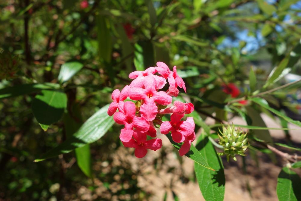 Photo of Panama Rose (Rondeletia leucophylla) uploaded by mellielong