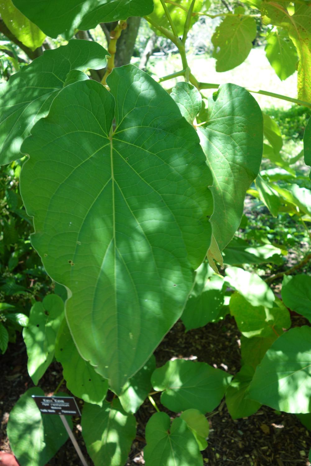 Photo of Kava Kava (Macropiper methysticum) uploaded by mellielong