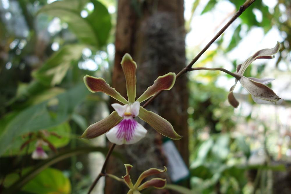 Photo of Orchid (Encyclia Tampa Grand) uploaded by mellielong