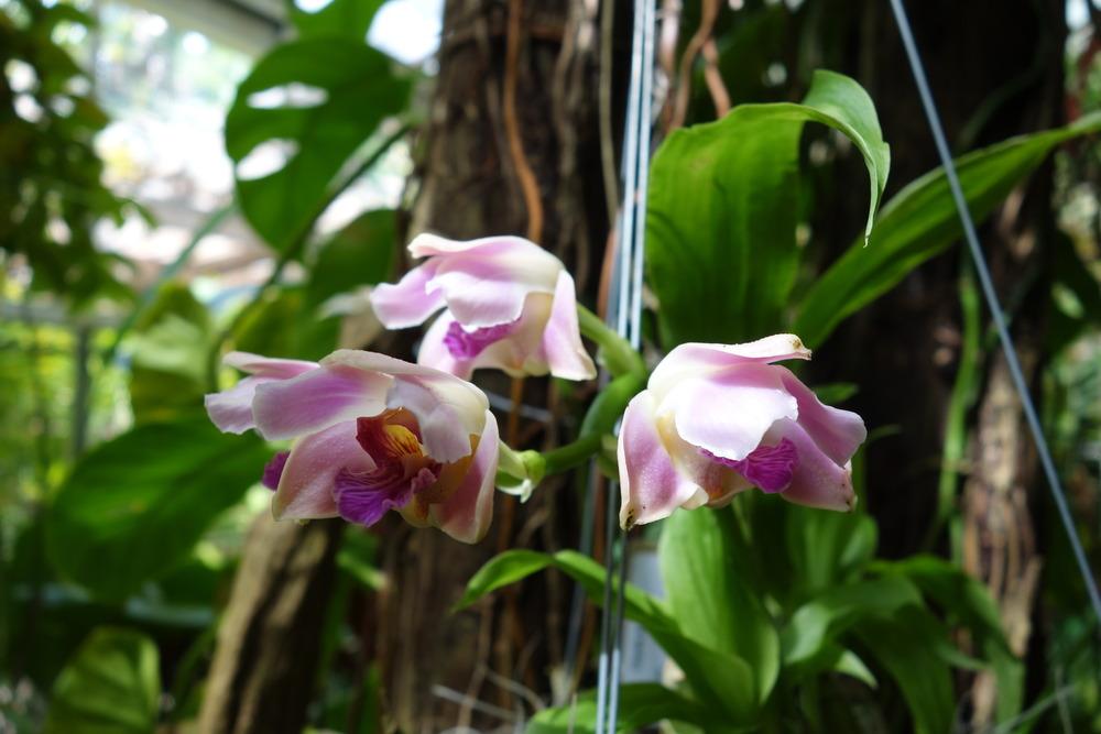 Photo of Orchid (Chysis) uploaded by mellielong