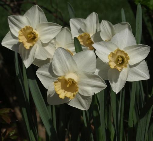Photo of Large-cupped Daffodil (Narcissus 'Salome') uploaded by plantrob