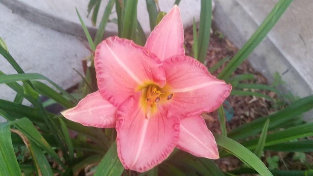 Photo of Daylily (Hemerocallis 'Velvet Rose') uploaded by value4dollars