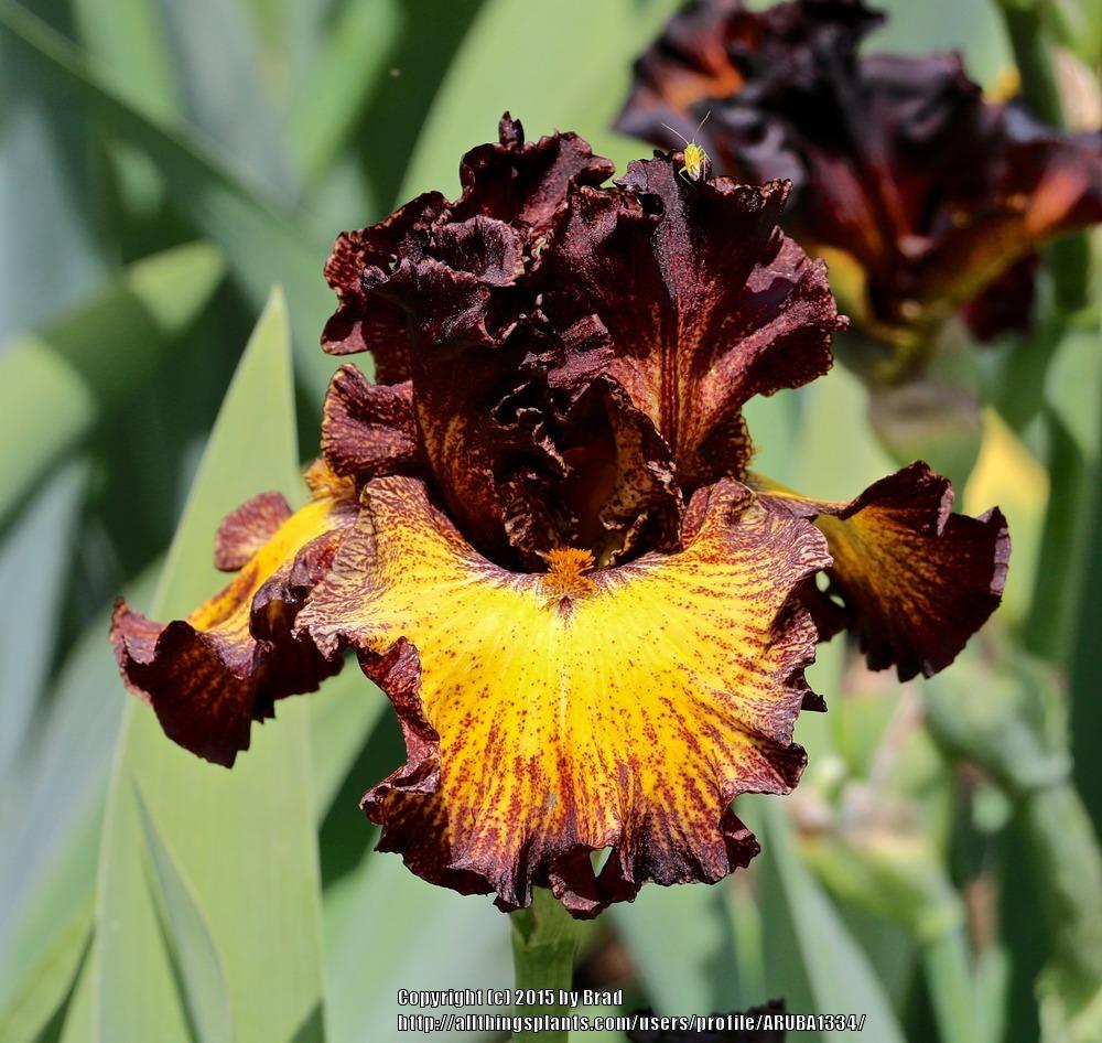 Photo of Tall Bearded Iris (Iris 'Tuscan Summer') uploaded by ARUBA1334