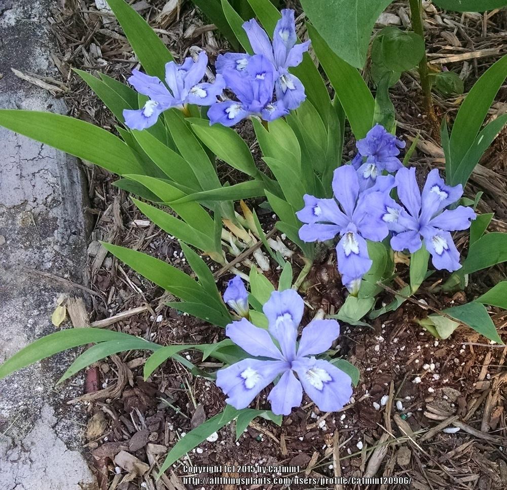 Photo of Species Iris (Iris cristata) uploaded by Catmint20906