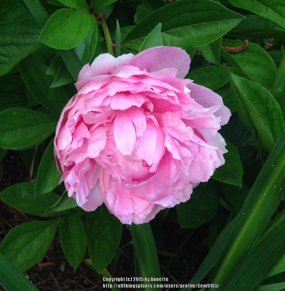 Photo of Peony (Paeonia lactiflora 'Walter Faxon') uploaded by Cem9165