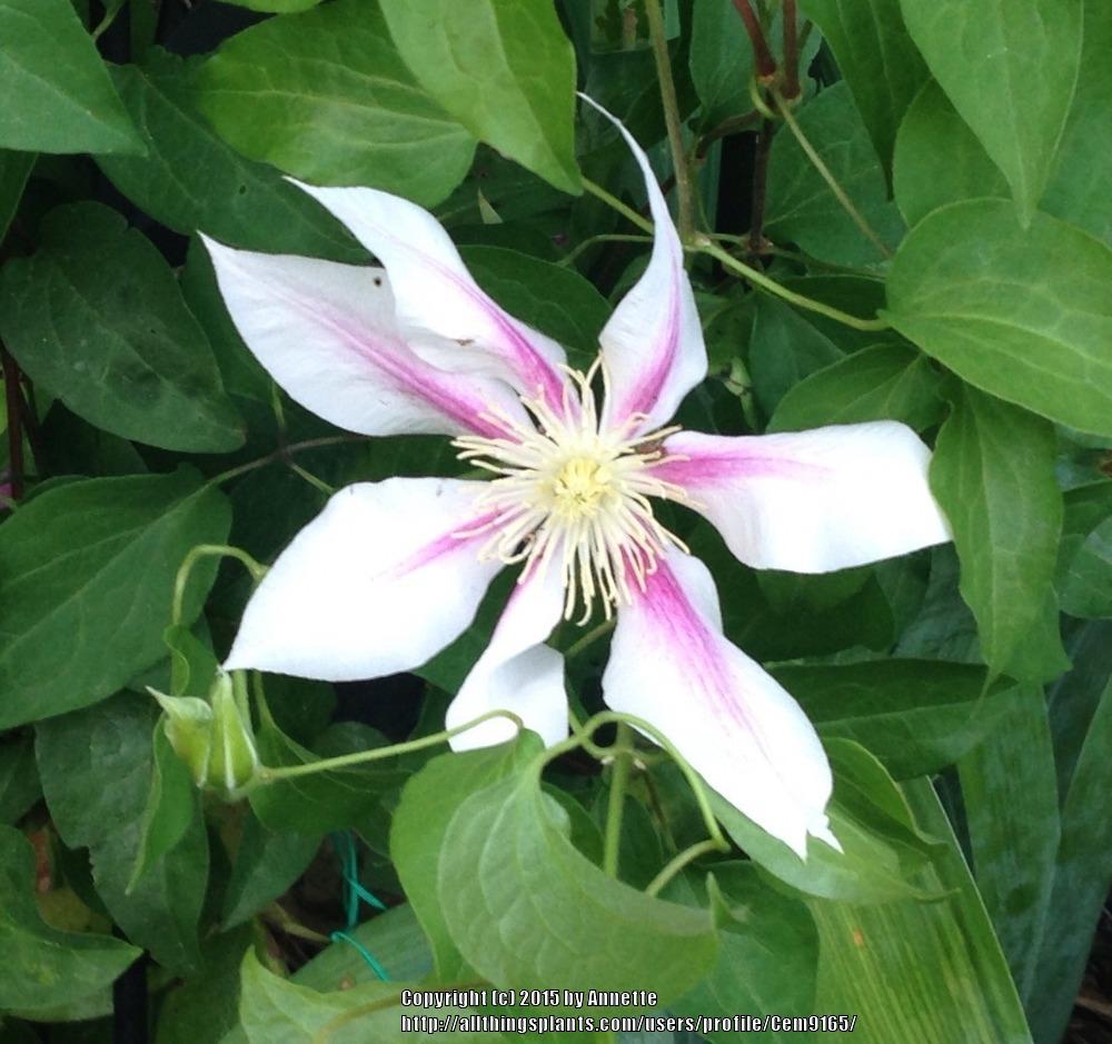 Photo of Clematis 'Andromeda' uploaded by Cem9165