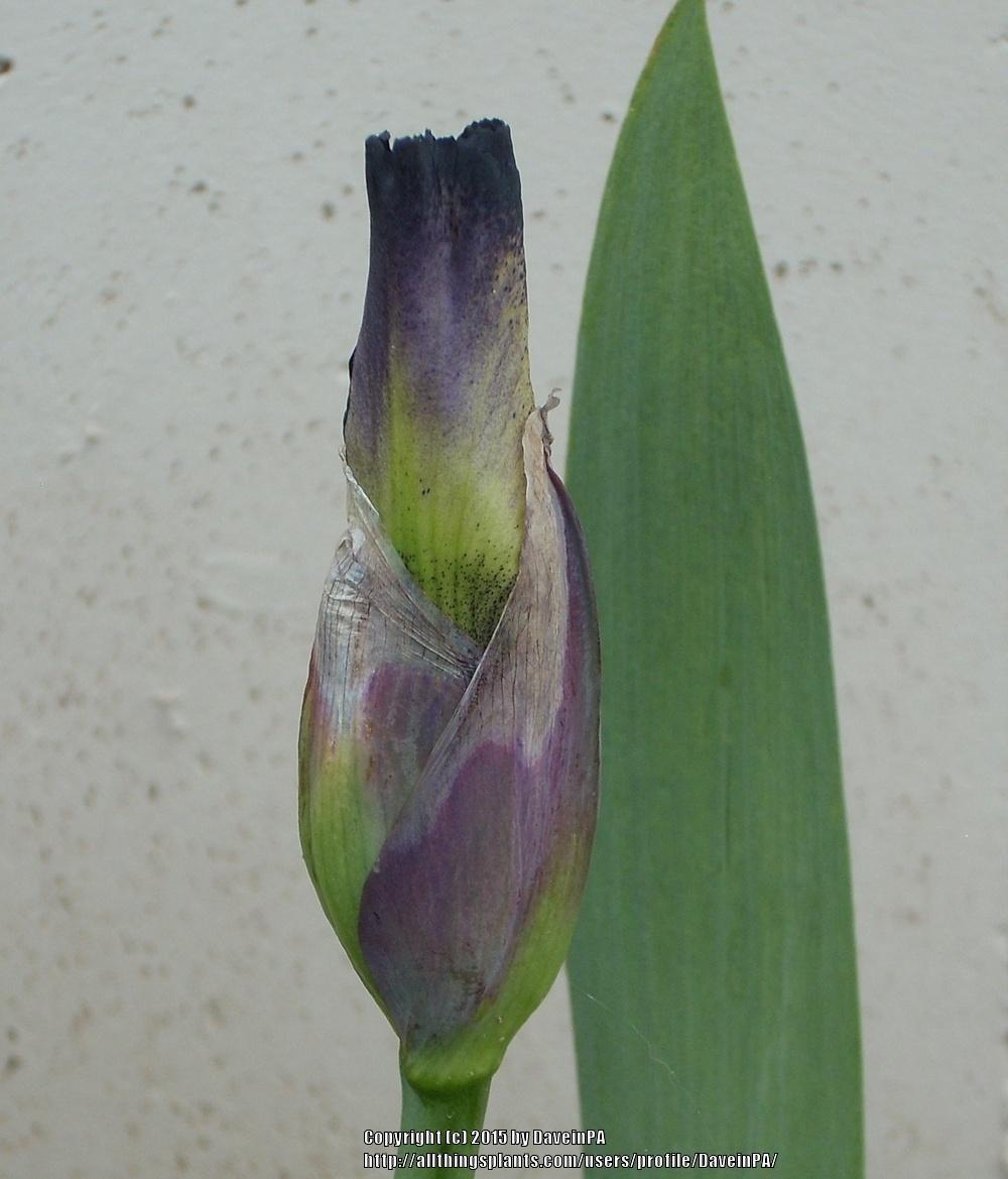 Photo of Tall Bearded Iris (Iris 'Lucky Doris') uploaded by DaveinPA