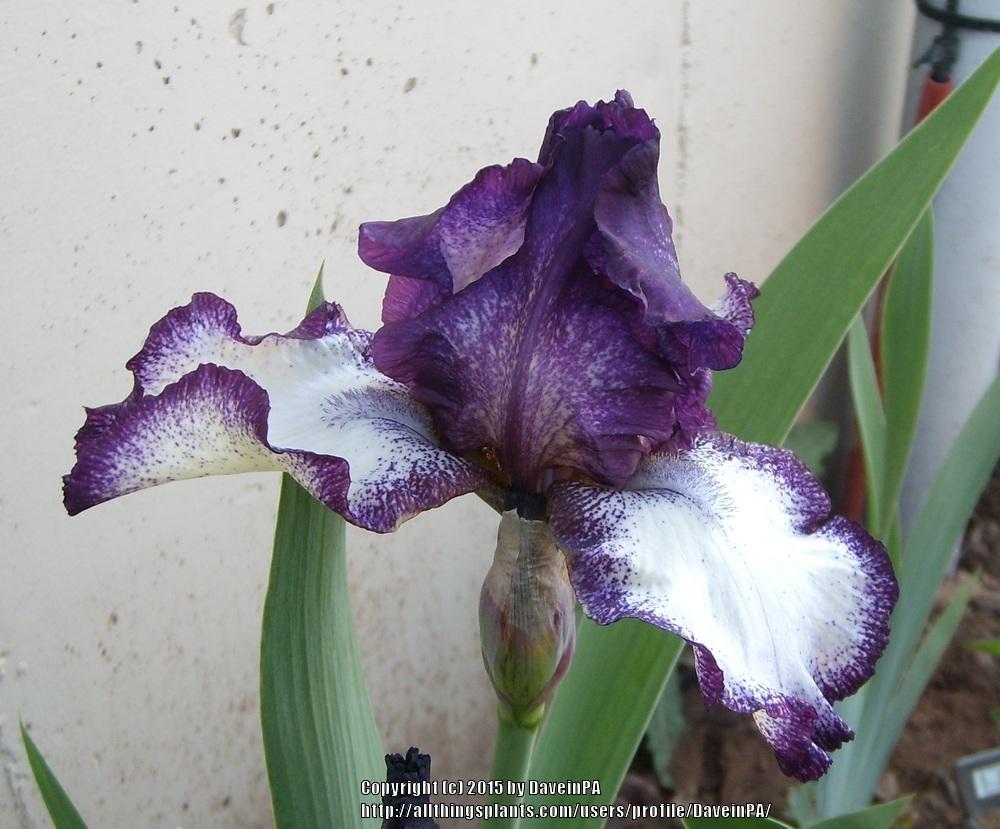 Photo of Tall Bearded Iris (Iris 'Lucky Doris') uploaded by DaveinPA
