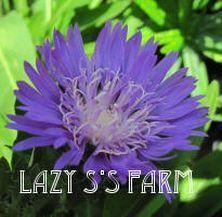 Photo of Cornflower Aster (Stokesia laevis 'Purple Parasols') uploaded by Joy