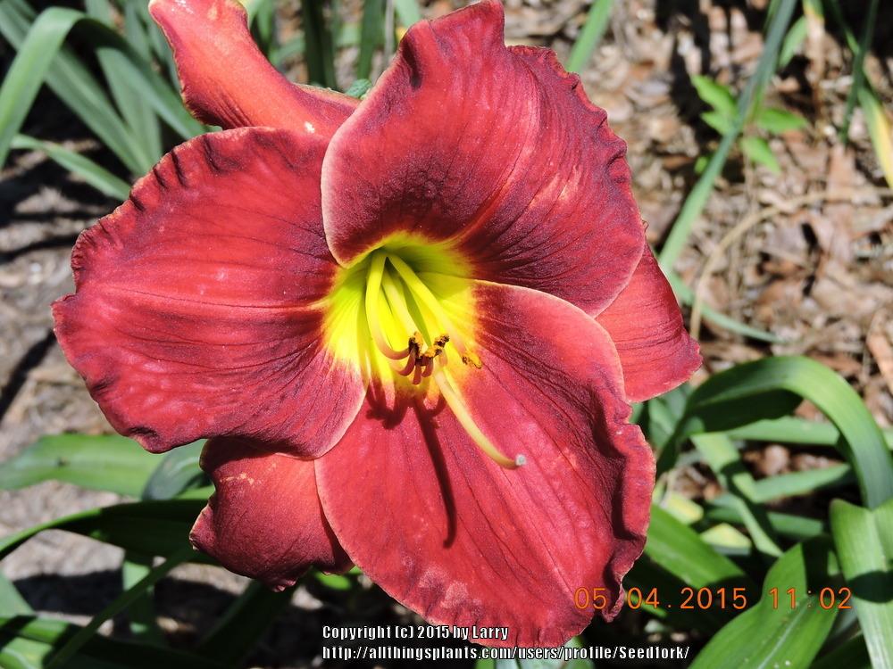 Photo of Daylily (Hemerocallis 'Red Apparition') uploaded by Seedfork