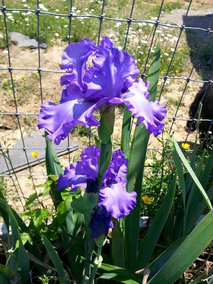 Photo of Tall Bearded Iris (Iris 'Change in the Weather') uploaded by TammyB