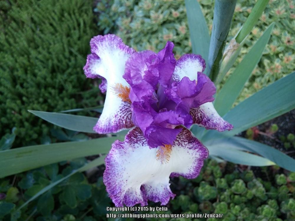 Photo of Tall Bearded Iris (Iris 'Swept Off My Feet') uploaded by Zencat