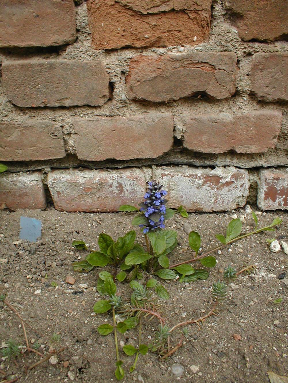 Photo of Bugleweed (Ajuga reptans) uploaded by admin