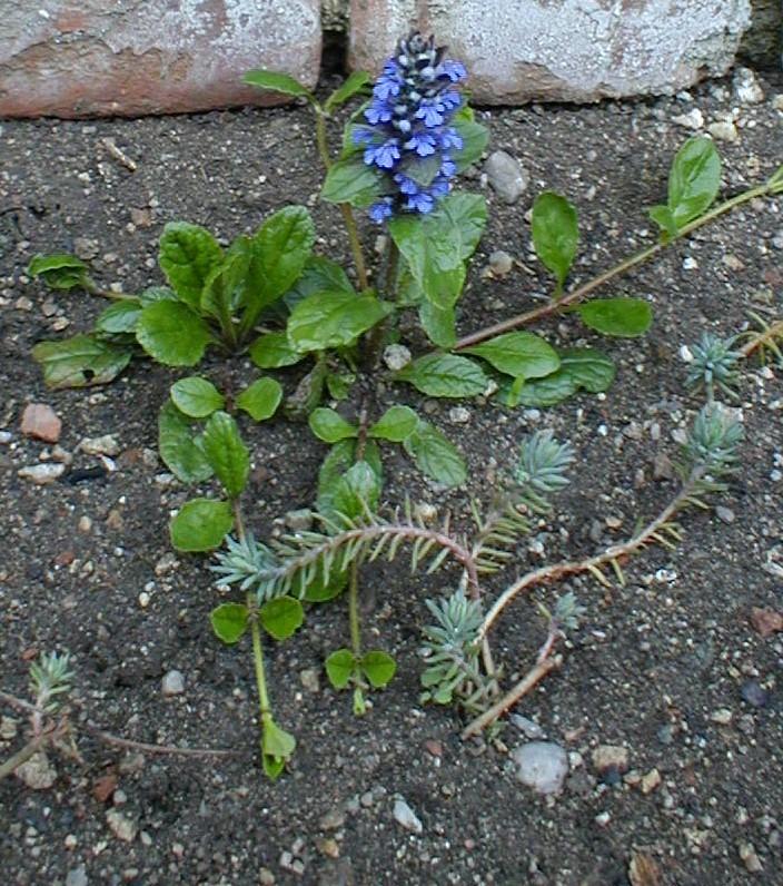 Photo of Bugleweed (Ajuga reptans) uploaded by admin
