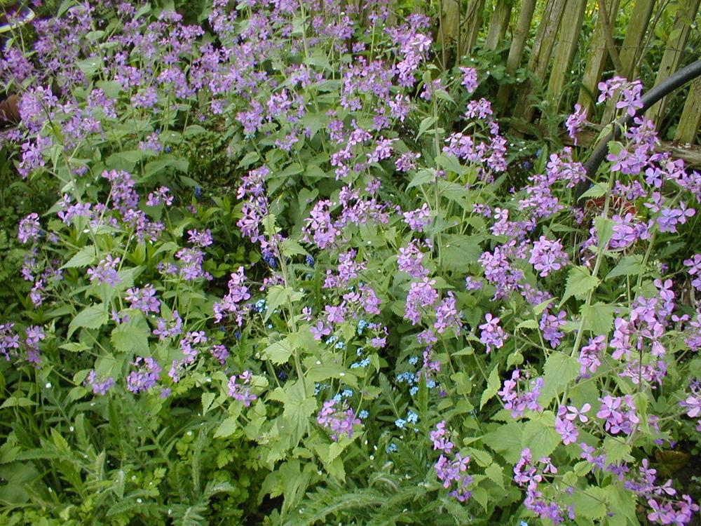 Photo of Money Plant (Lunaria annua) uploaded by admin
