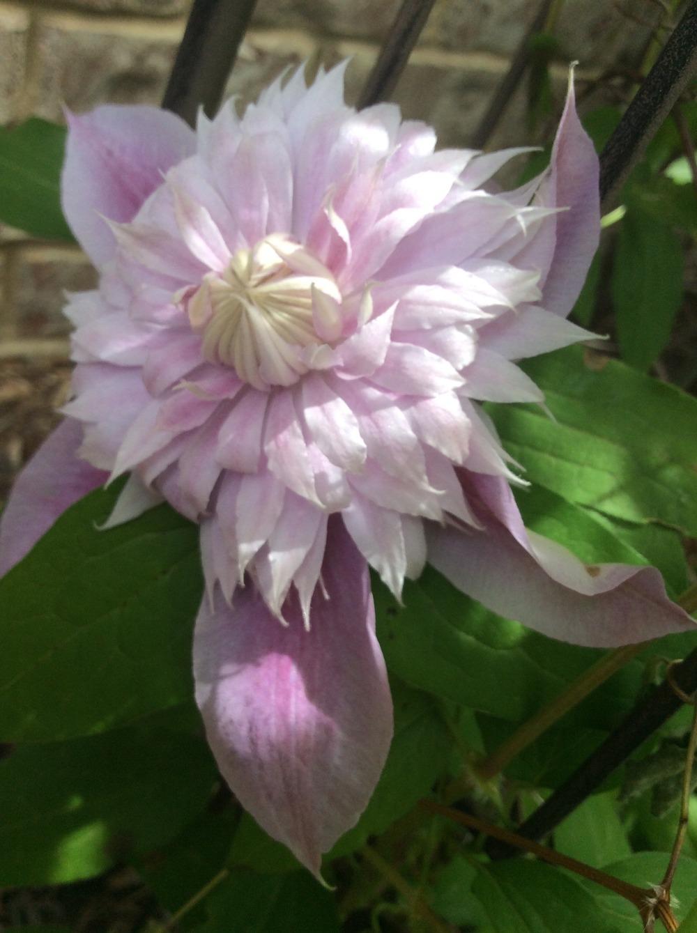 Photo of Clematis Josephine™ uploaded by clintbrown