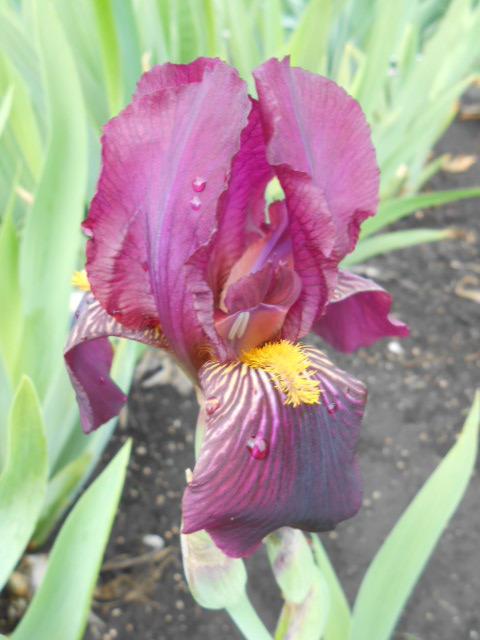 Photo of Intermediate Bearded Iris (Iris 'Red Orchid') uploaded by crowrita1