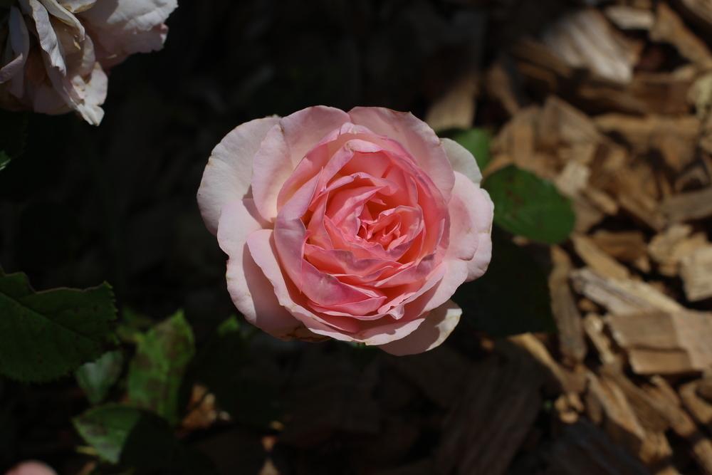 Photo of Rose (Rosa 'Pierre de Ronsard') uploaded by dave