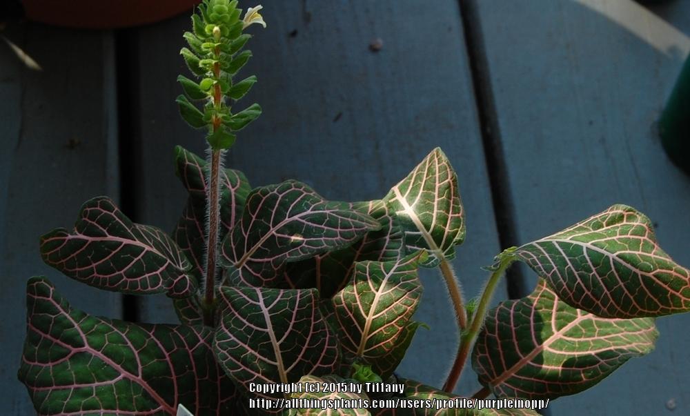 Photo of Nerve Plant (Fittonia albivenis) uploaded by purpleinopp