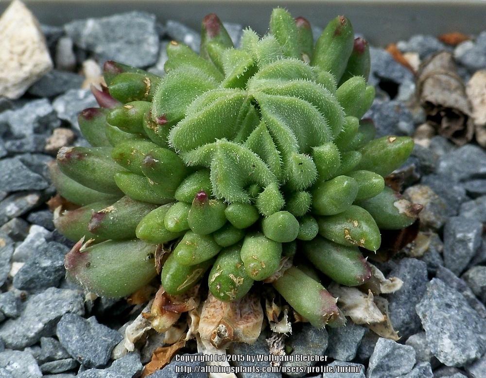 Photo of Hen and Chicks (Sempervivum calcareum 'Grigg's Surprise') uploaded by turini