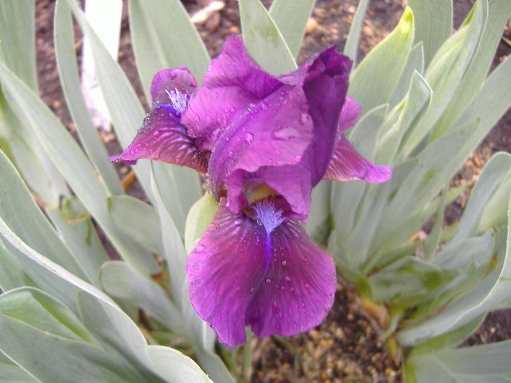 Photo of Standard Dwarf Bearded Iris (Iris 'Raspberry Jam') uploaded by tveguy3