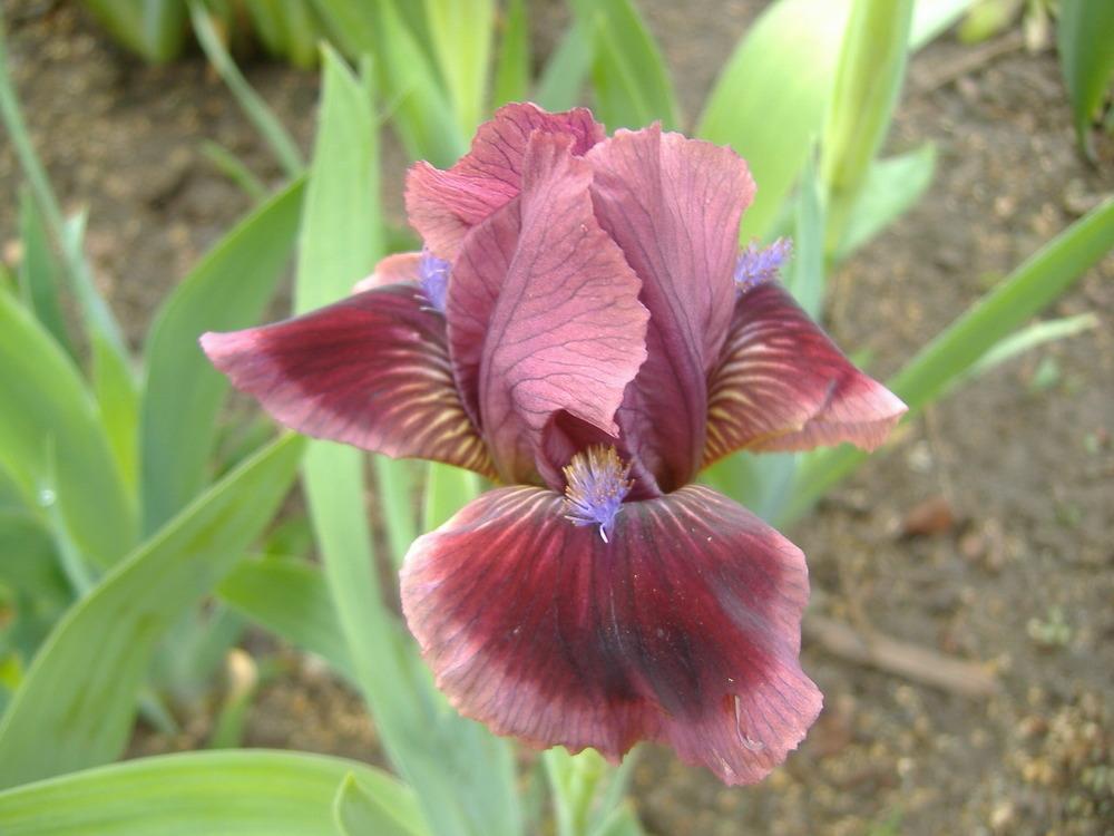 Photo of Standard Dwarf Bearded Iris (Iris 'Cat's Eye') uploaded by tveguy3