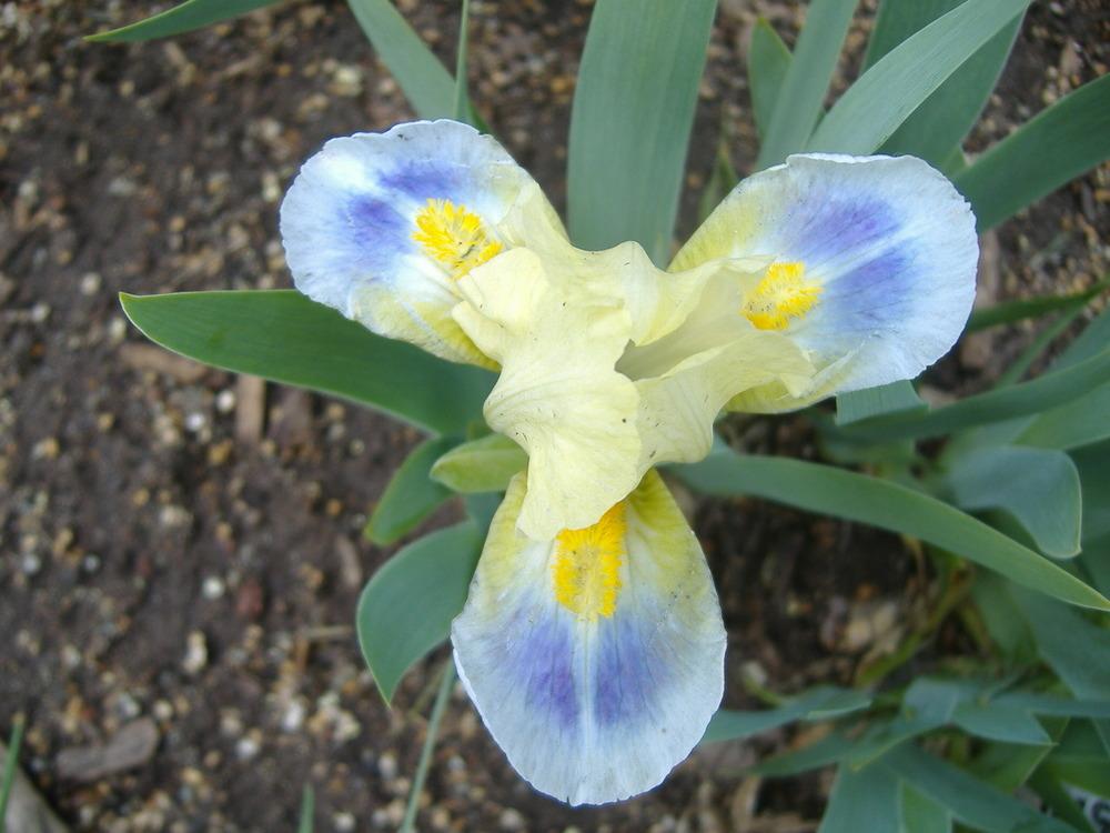 Photo of Standard Dwarf Bearded Iris (Iris 'Just Sassy') uploaded by tveguy3
