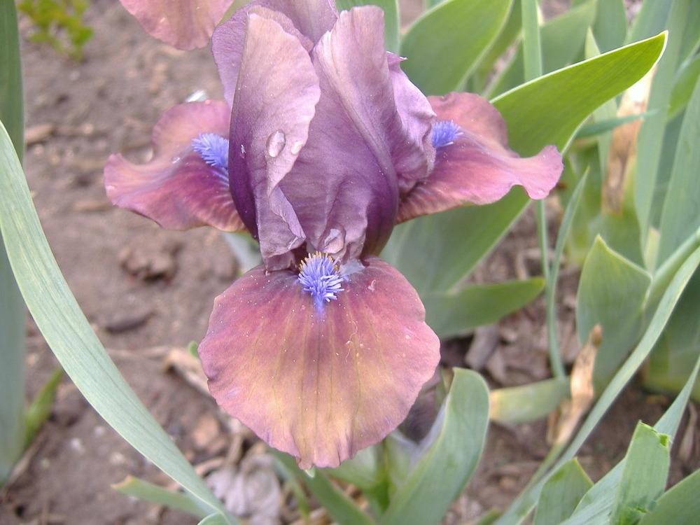 Photo of Standard Dwarf Bearded Iris (Iris 'Gizmo the Gremlin') uploaded by tveguy3