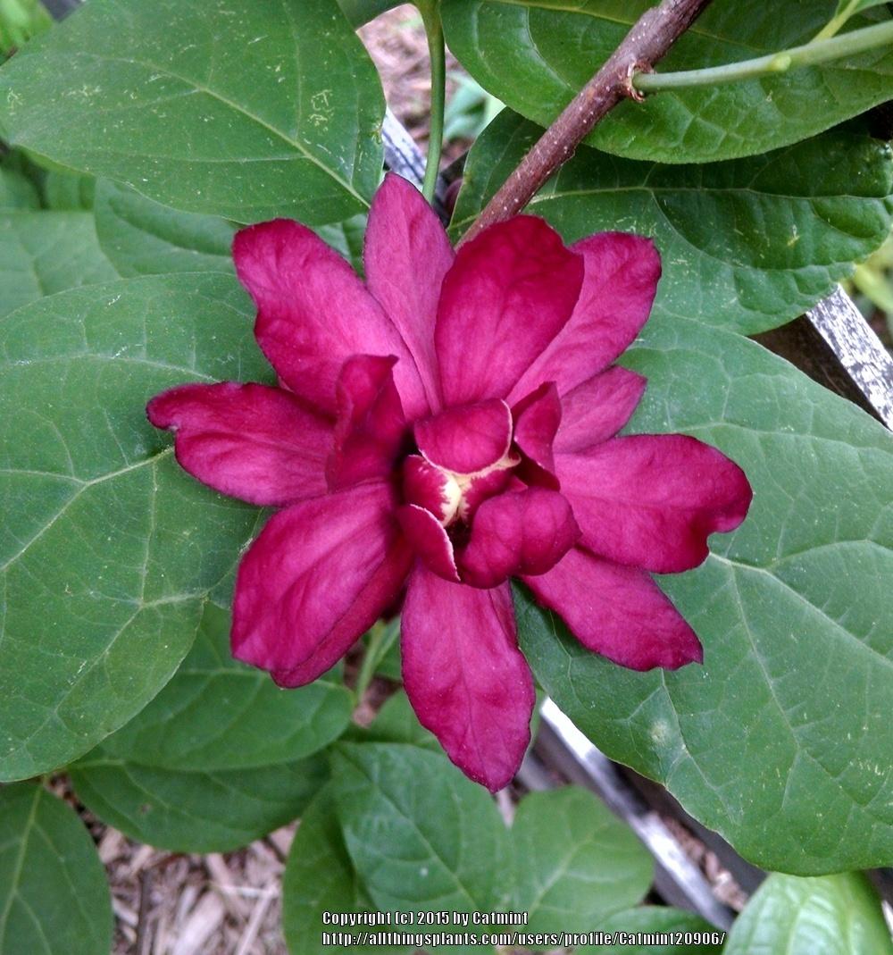 Photo of Sweet Shrub (Calycanthus x raulstonii 'Hartlage Wine') uploaded by Catmint20906