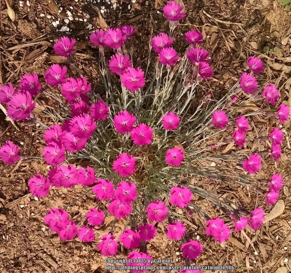 Photo of Cheddar Pink (Dianthus gratianopolitanus 'Feuerhexe') uploaded by Catmint20906