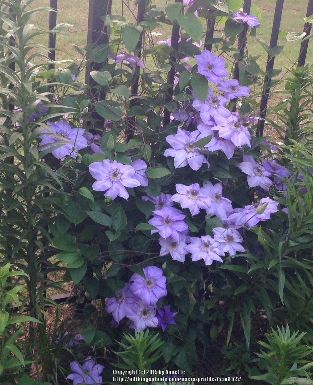 Photo of Clematis 'Ramona' uploaded by Cem9165