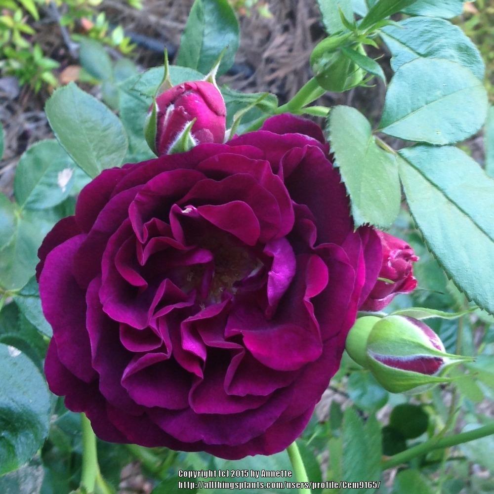 Photo of Rose (Rosa 'Twilight Zone') uploaded by Cem9165