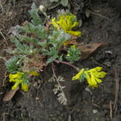 Early spring growth on a young plant, recently transplanted to a 