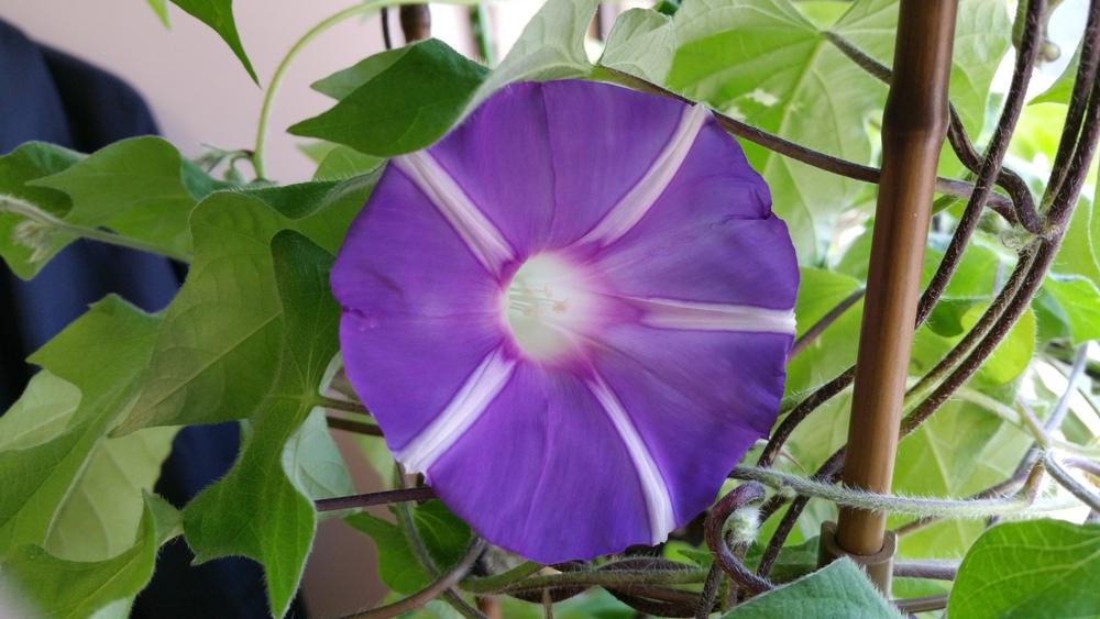 Photo of Morning Glory (Ipomoea 'Mt. Fuji no Monet') uploaded by Gerris2