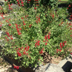 Location: Hamilton Square Perennial Garden, Historic City Cemetery, Sacramento CA.
Date: 2015-05-04
This is a single plant but it will send out runners (stolons) and