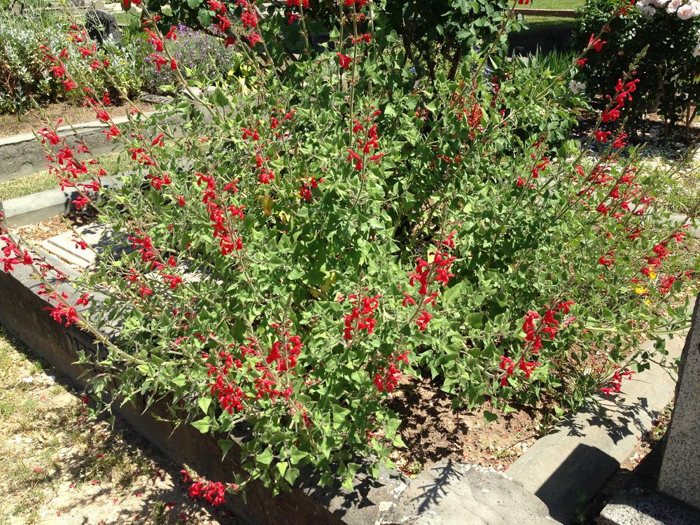 Photo of Red Mountain Sage (Salvia darcyi) uploaded by HamiltonSquare